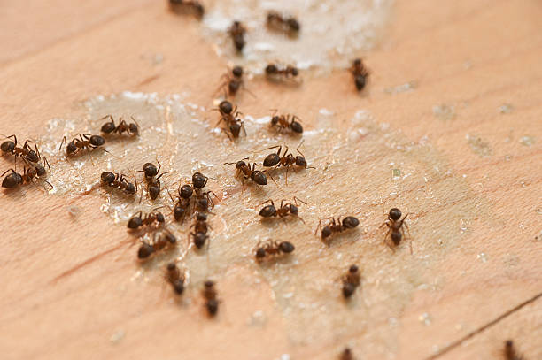 Best Commercial Pest Control Services  in Bealeton, VA